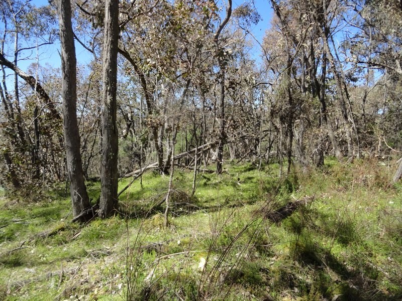 Lot 16A Chicks Track, Burrowye VIC 3709