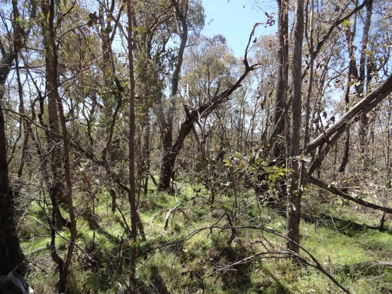 Lot 16A Chicks Track, Burrowye VIC 3709