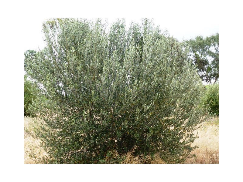 Farm 1034 Lovegrove Road, Coleambally NSW 2707