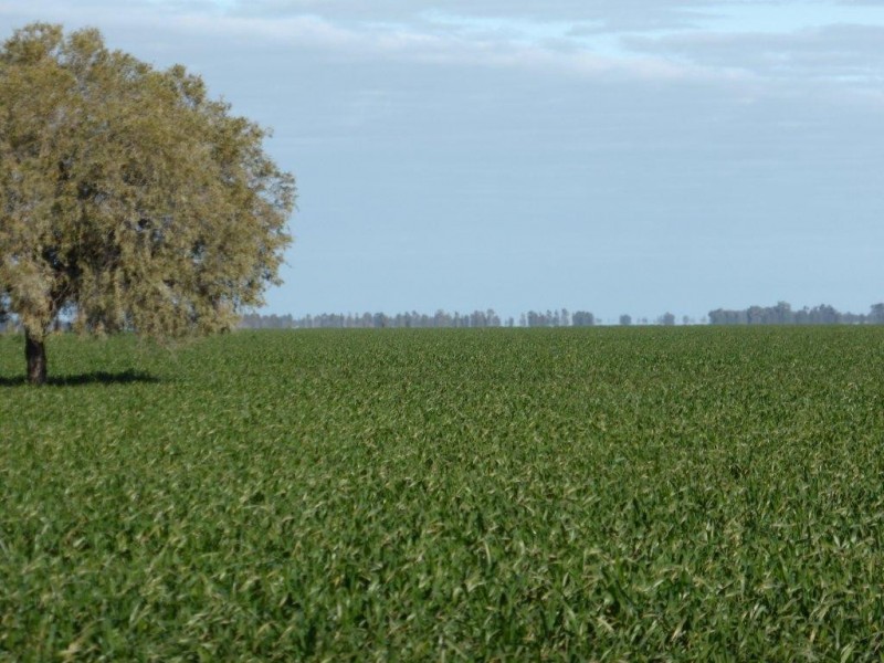 - Buncrana East, Jerilderie NSW 2716