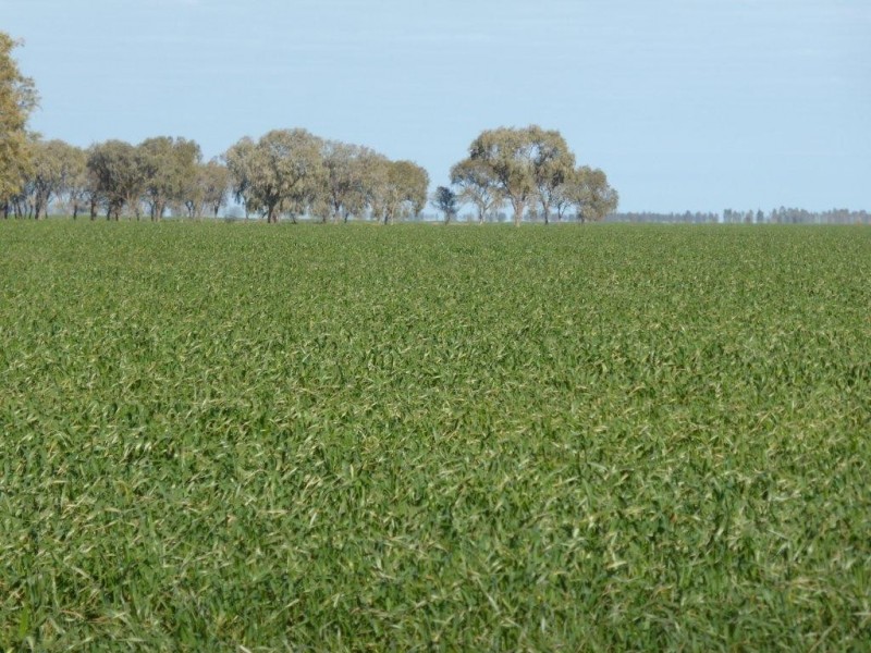 - Buncrana East, Jerilderie NSW 2716