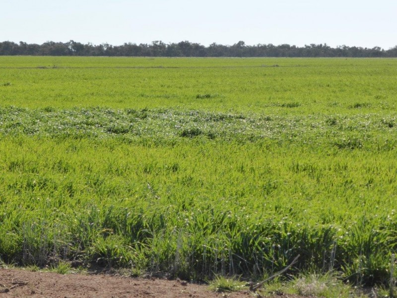 - Buncrana East, Jerilderie NSW 2716