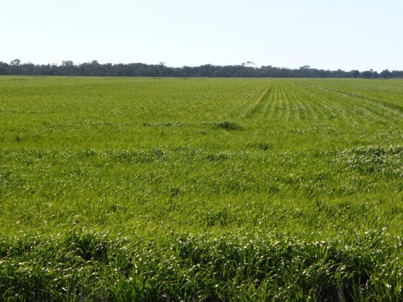 - Buncrana East, Jerilderie NSW 2716