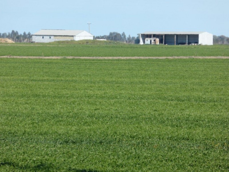 - Buncrana East, Jerilderie NSW 2716