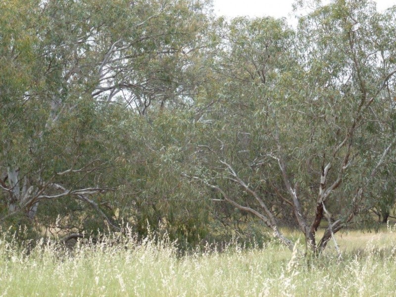 - Buncrana East, Jerilderie NSW 2716