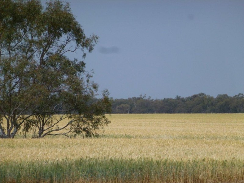 - Buncrana East, Jerilderie NSW 2716