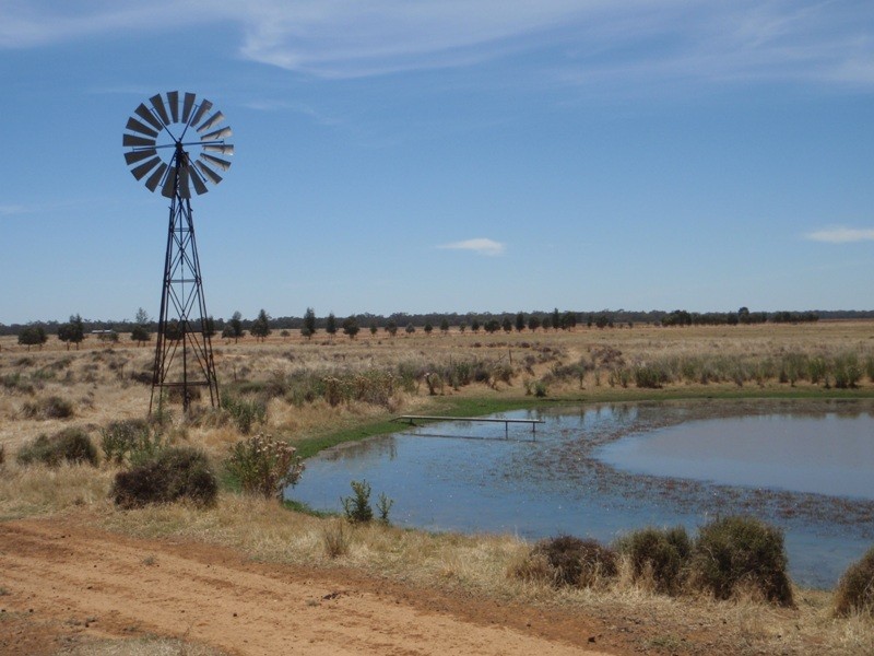 “Teddy Waddy” Newell Highway, Jerilderie NSW 2716