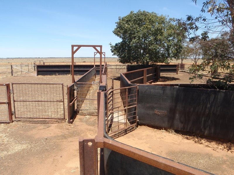 “Teddy Waddy” Newell Highway, Jerilderie NSW 2716