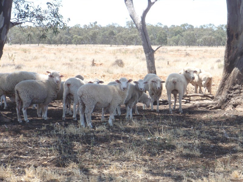 “Teddy Waddy” Newell Highway, Jerilderie NSW 2716