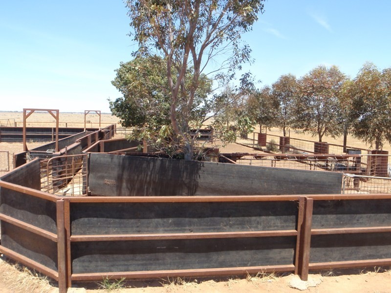 “Teddy Waddy” Newell Highway, Jerilderie NSW 2716