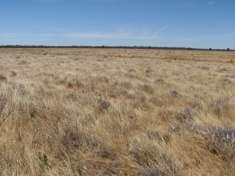 “Teddy Waddy” Newell Highway, Jerilderie NSW 2716