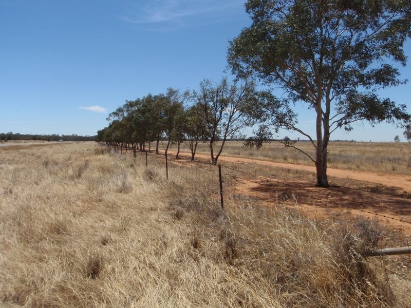 “Teddy Waddy” Newell Highway, Jerilderie NSW 2716