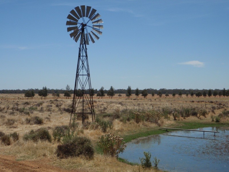 “Teddy Waddy” Newell Highway, Jerilderie NSW 2716