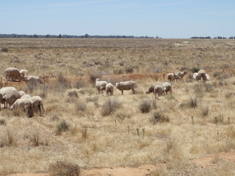 “Teddy Waddy” Newell Highway, Jerilderie NSW 2716