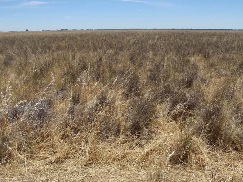 “Teddy Waddy” Newell Highway, Jerilderie NSW 2716