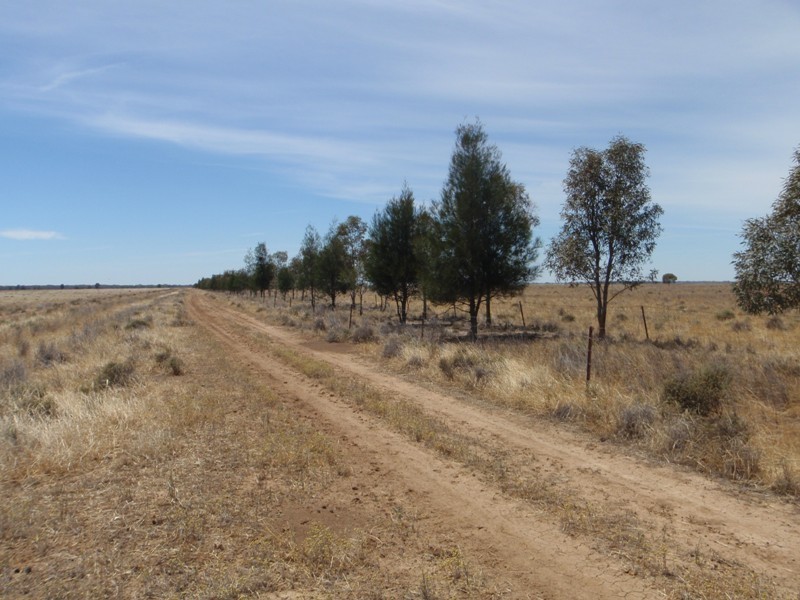 “Teddy Waddy” Newell Highway, Jerilderie NSW 2716