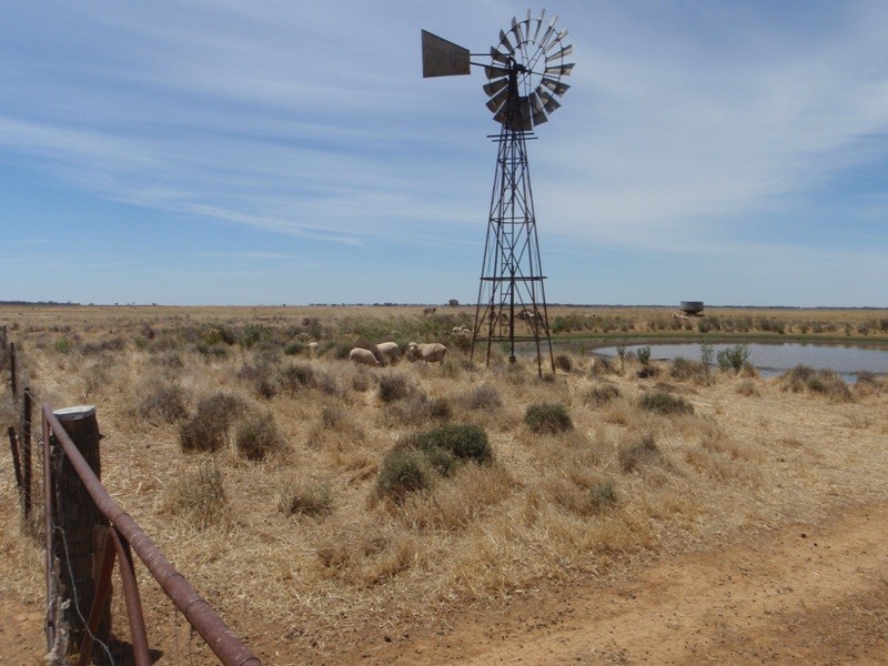 “Teddy Waddy” Newell Highway, Jerilderie NSW 2716