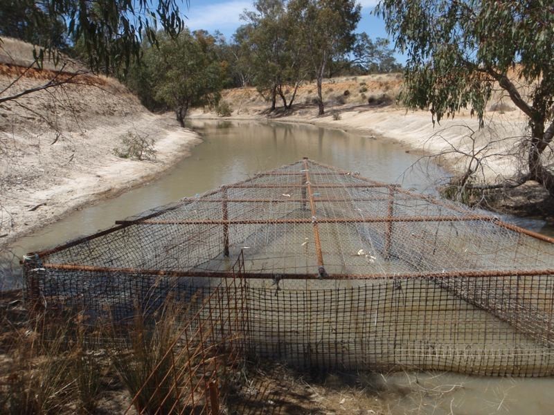 “Teddy Waddy” Newell Highway, Jerilderie NSW 2716