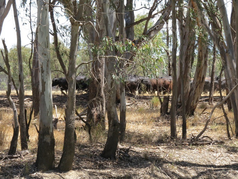 52 STEVENS WEIR ROAD, Deniliquin NSW 2710