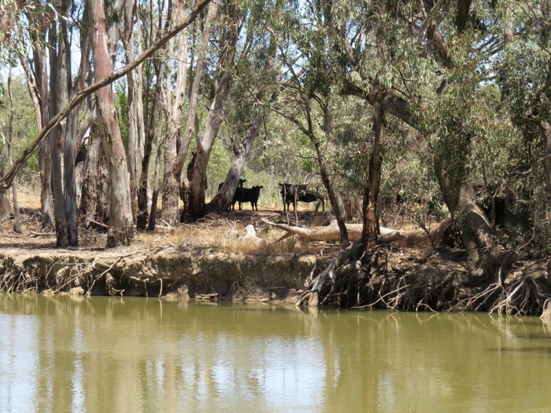 52 STEVENS WEIR ROAD, Deniliquin NSW 2710
