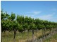 - ‘Chinchilla Ridge’, Coleambally NSW 2707