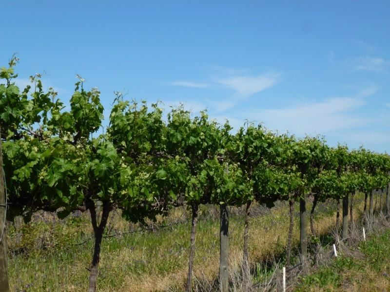 - ‘Chinchilla Ridge’, Coleambally NSW 2707
