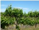 - ‘Chinchilla Ridge’, Coleambally NSW 2707