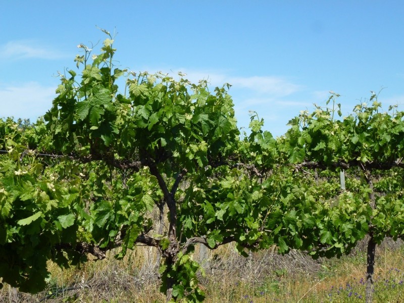 - ‘Chinchilla Ridge’, Coleambally NSW 2707