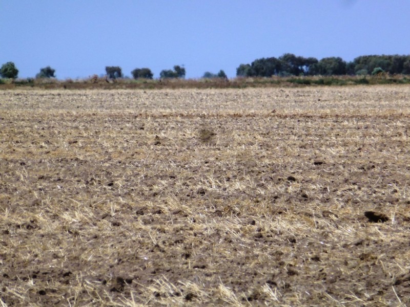 - Farm 580, Coleambally NSW 2707