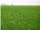 - Farm 580, Coleambally NSW 2707