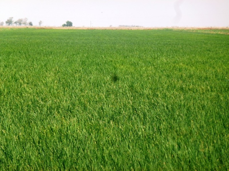 - Farm 580, Coleambally NSW 2707