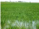 - Farm 580, Coleambally NSW 2707