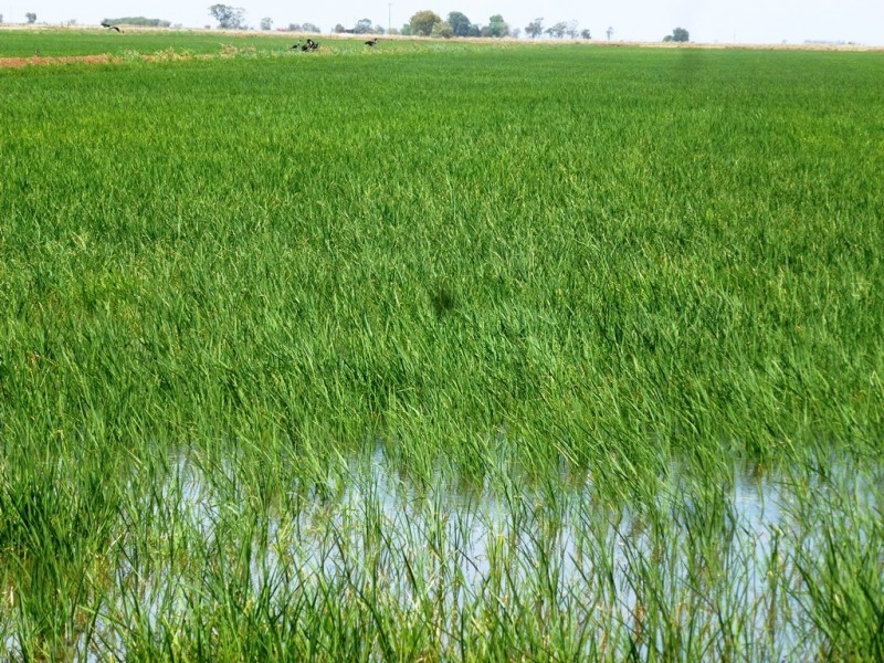 - Farm 580, Coleambally NSW 2707