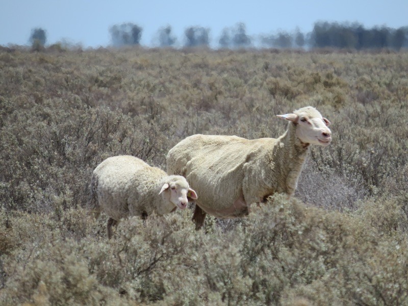 “Kempsey” Maude Road, Hay NSW 2711