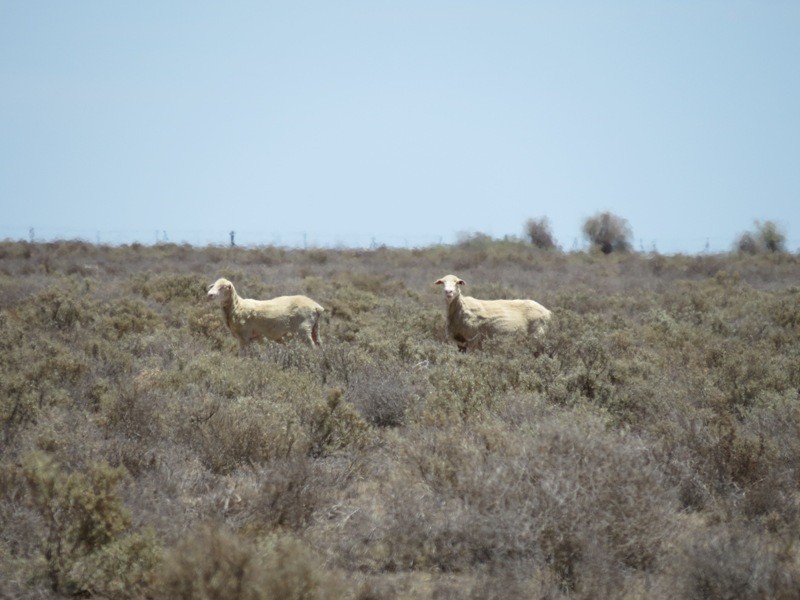 “Kempsey” Maude Road, Hay NSW 2711