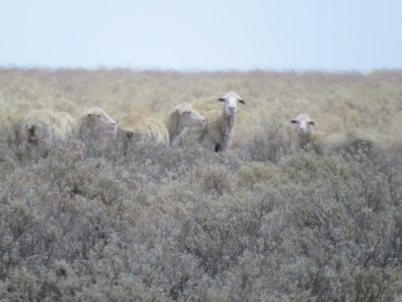 “Kempsey” Maude Road, Hay NSW 2711