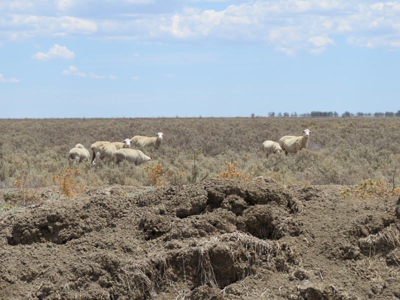 “Kempsey” Maude Road, Hay NSW 2711