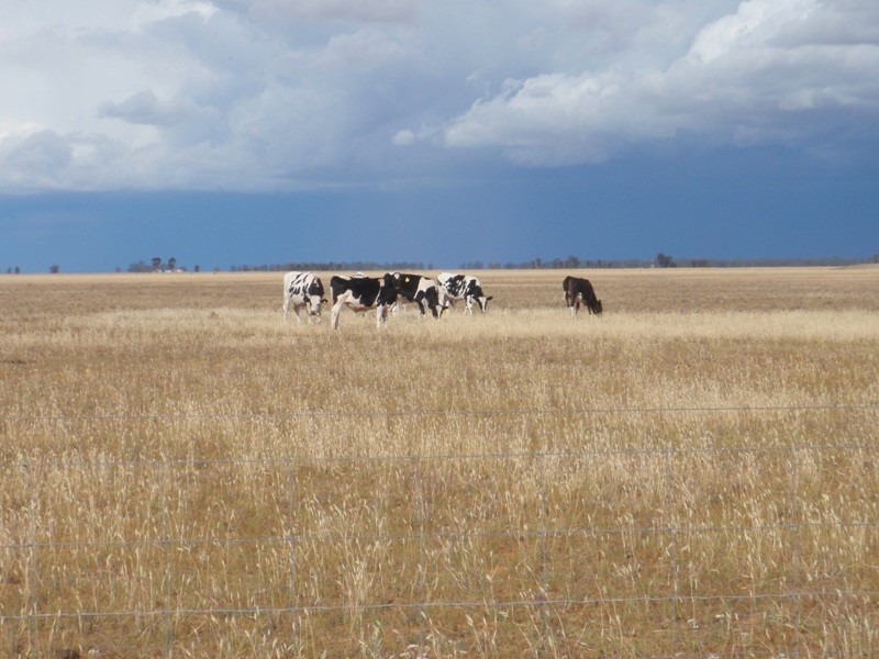 “Purapooka” Southdown Road, Deniliquin NSW 2710