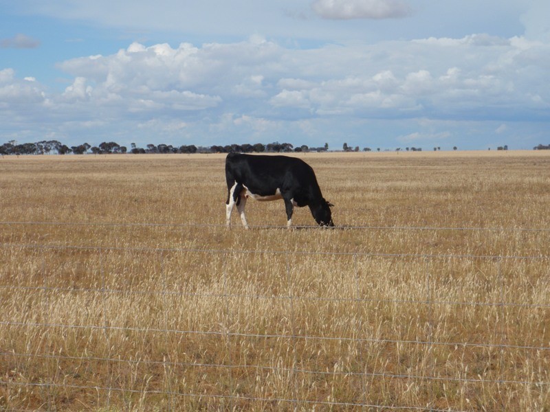 “Purapooka” Southdown Road, Deniliquin NSW 2710