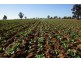 - Wingidgeon Station -, Jerilderie NSW 2716