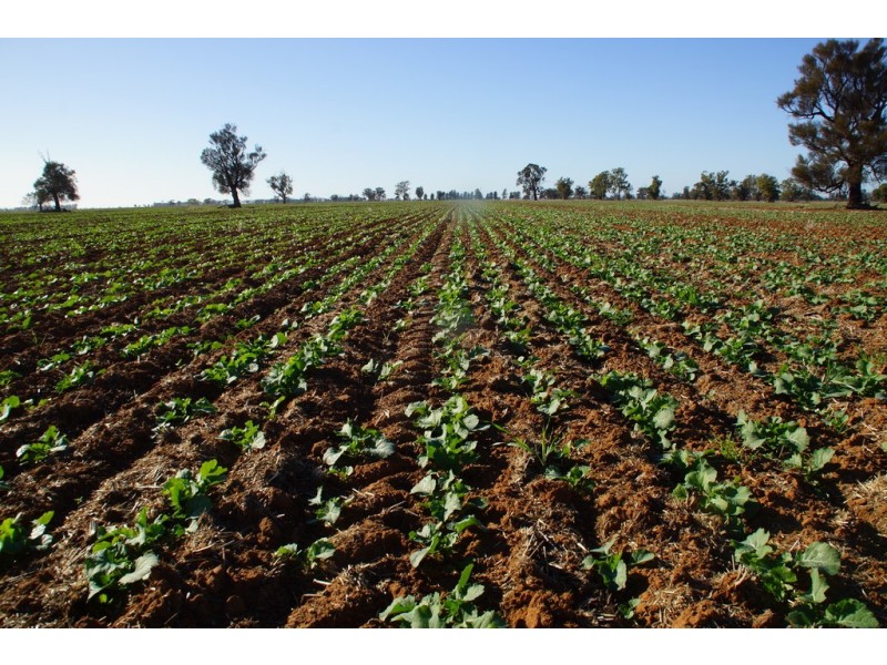 - Wingidgeon Station -, Jerilderie NSW 2716