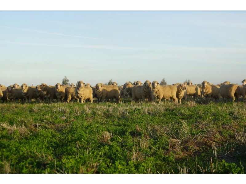 - Wingidgeon Station -, Jerilderie NSW 2716
