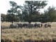 - Wingidgeon Station -, Jerilderie NSW 2716