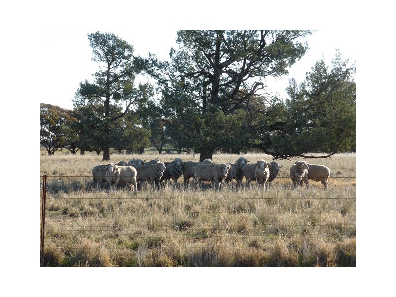 - Wingidgeon Station -, Jerilderie NSW 2716