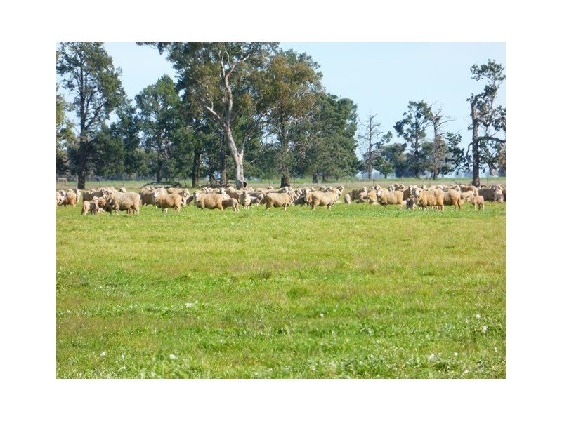 - Wingidgeon Station -, Jerilderie NSW 2716