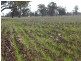 - Wingidgeon Station -, Jerilderie NSW 2716