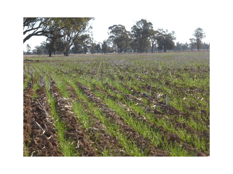 - Wingidgeon Station -, Jerilderie NSW 2716