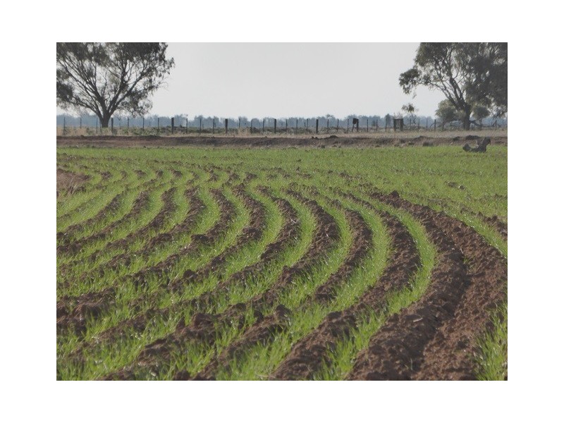 - Wingidgeon Station -, Jerilderie NSW 2716