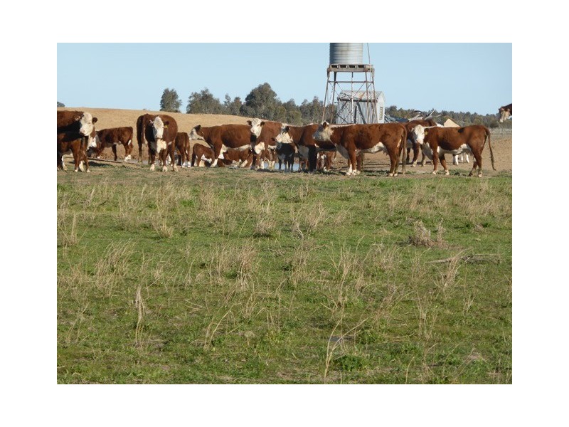 - Wingidgeon Station -, Jerilderie NSW 2716