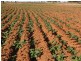 - Wingidgeon Station -, Jerilderie NSW 2716